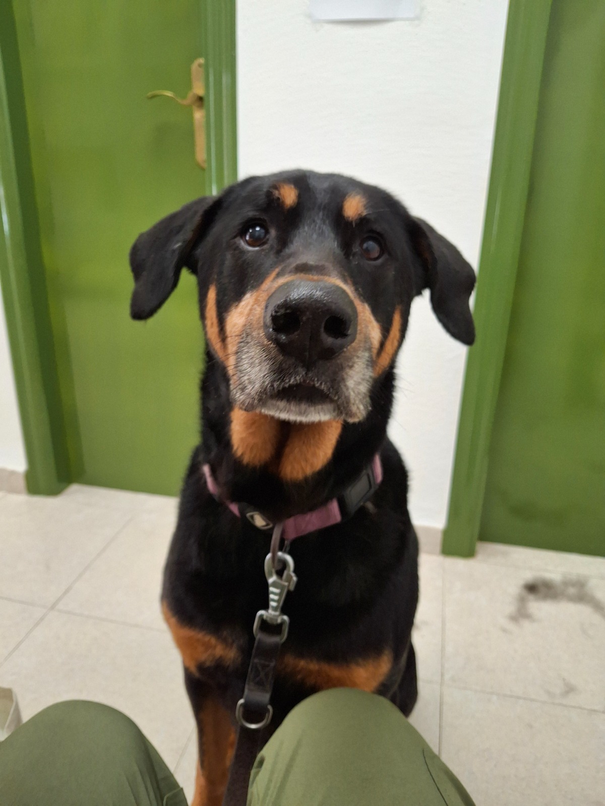 Rottweiler