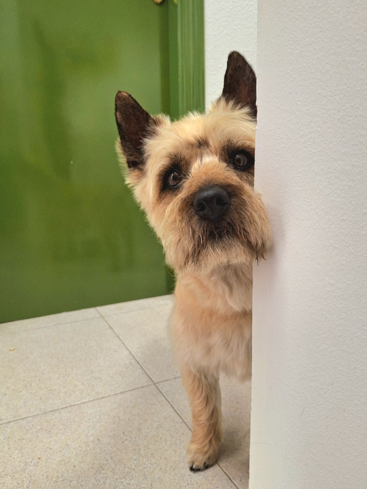 Yorkshire Terrier