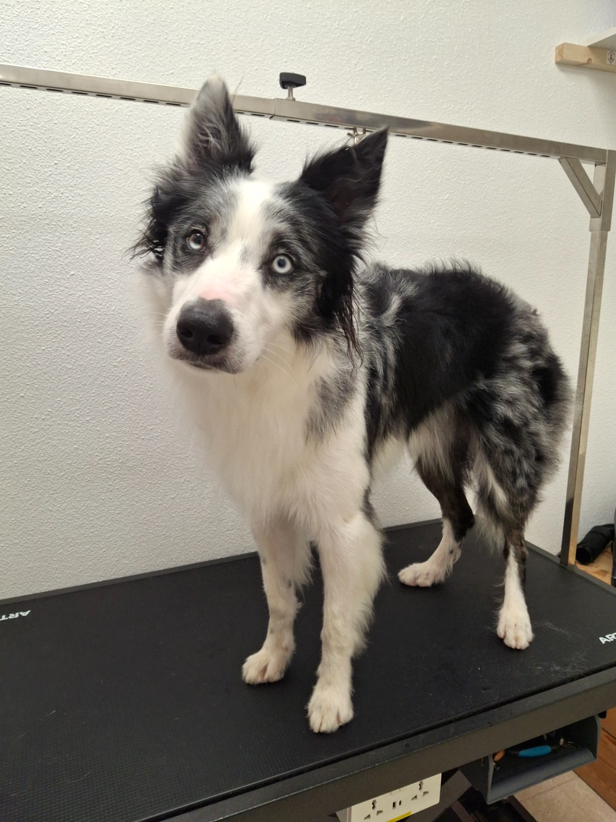 Border Collie